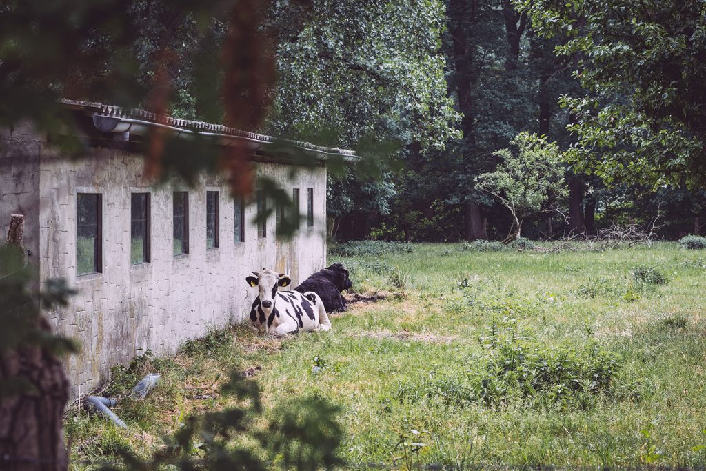 Kühe in Hassendorf (Sottrum, Niedersachsen)