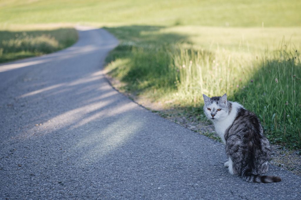 Katze auf der Straße in Krumbach