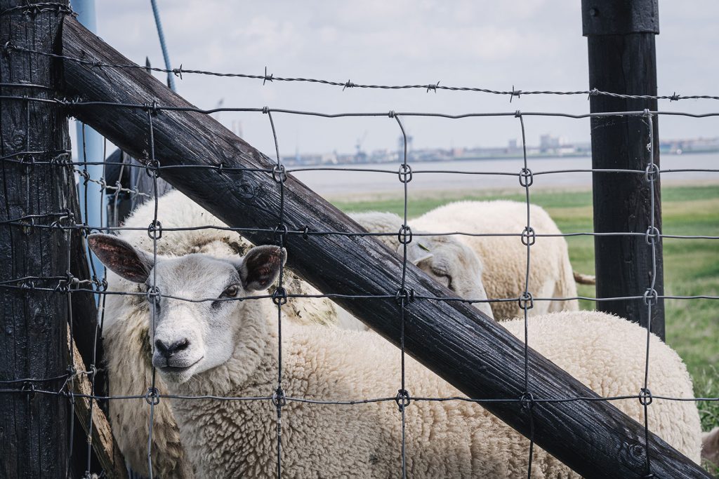 Schafe in Blexen