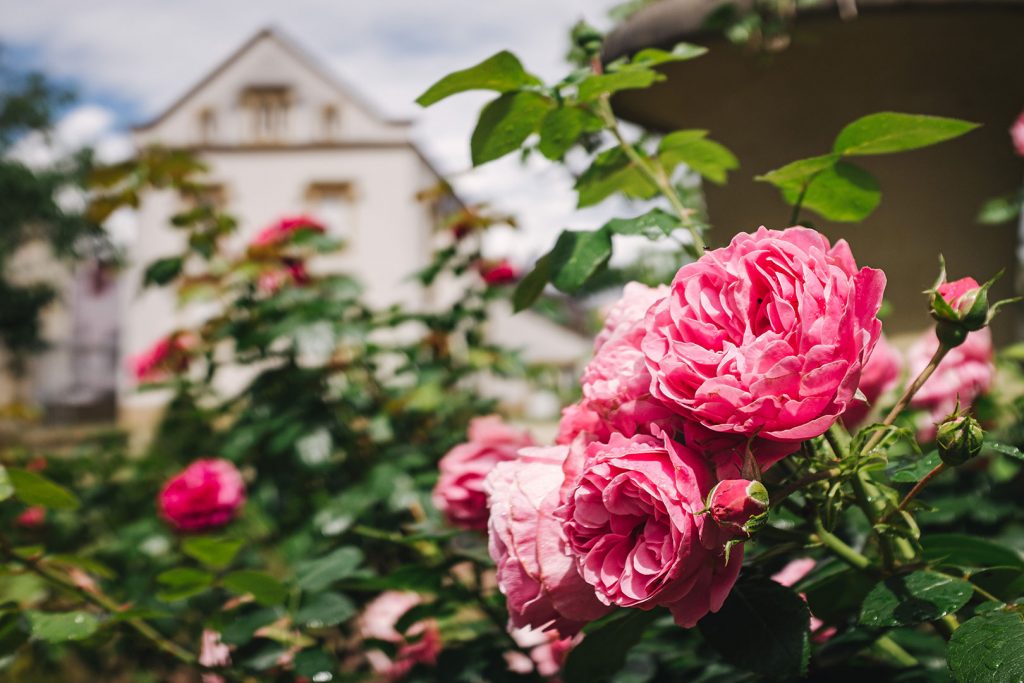 Rose im Schlossgarten in Schengen am Dreiländereck D-L-FR