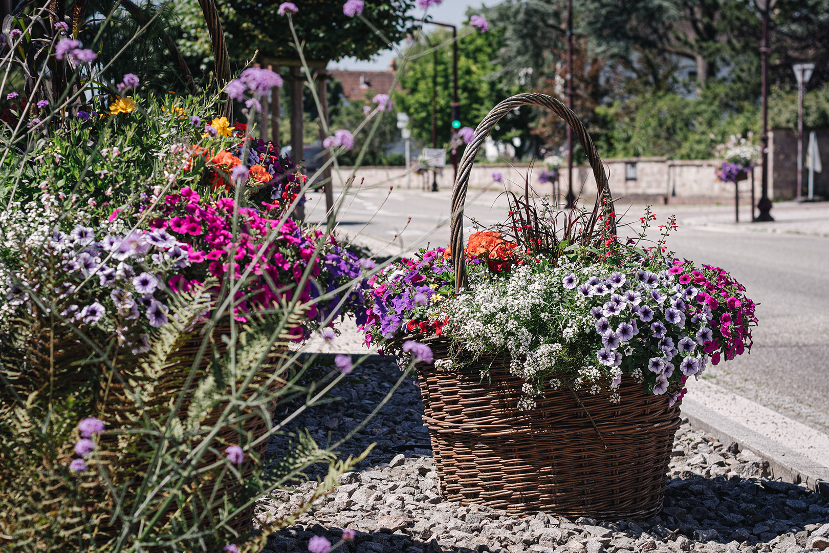 Blumen in Beinheim