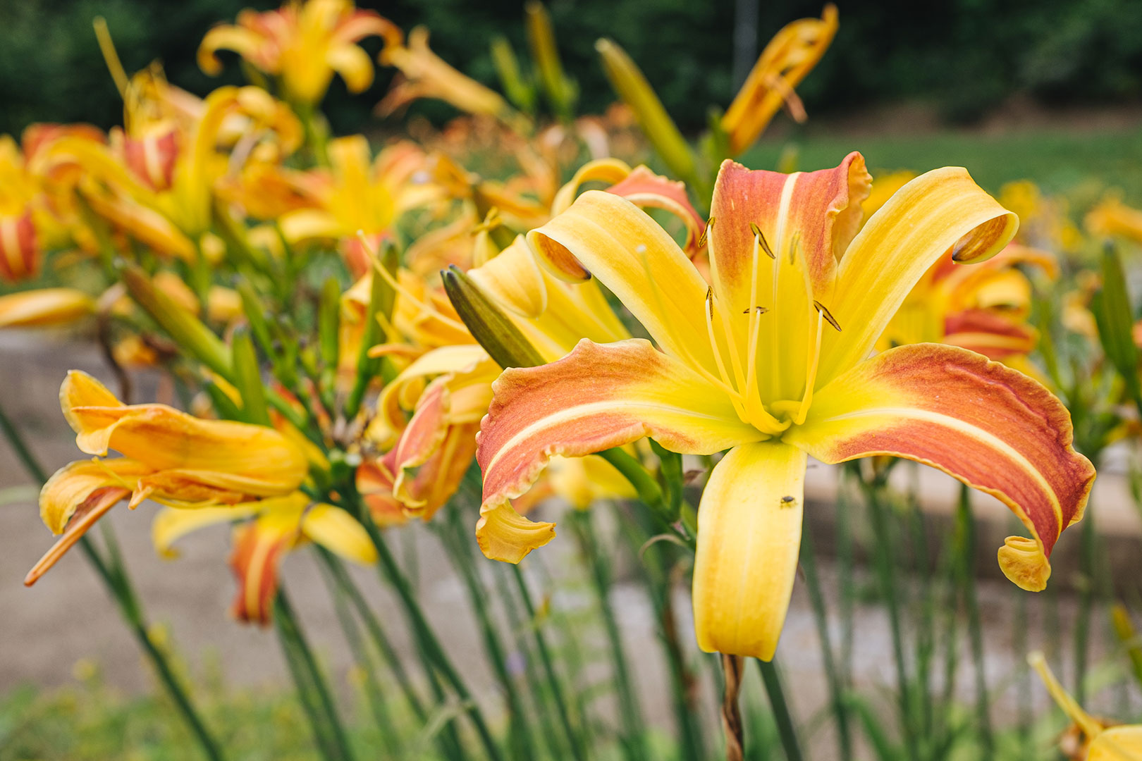 Blumen im Kurpark von Jonsdorf