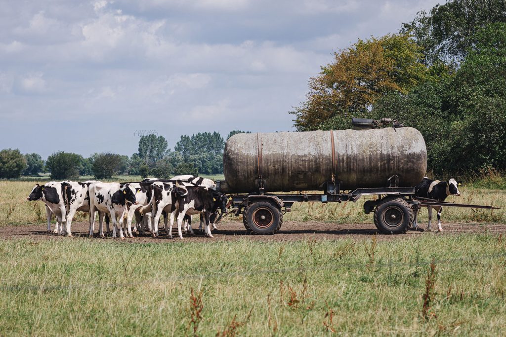 Trinkstelle der Kühe im Stettiner Haff / Vorpommern-Greifswald