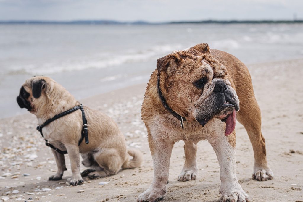 Hunde am Strand auf Usedom