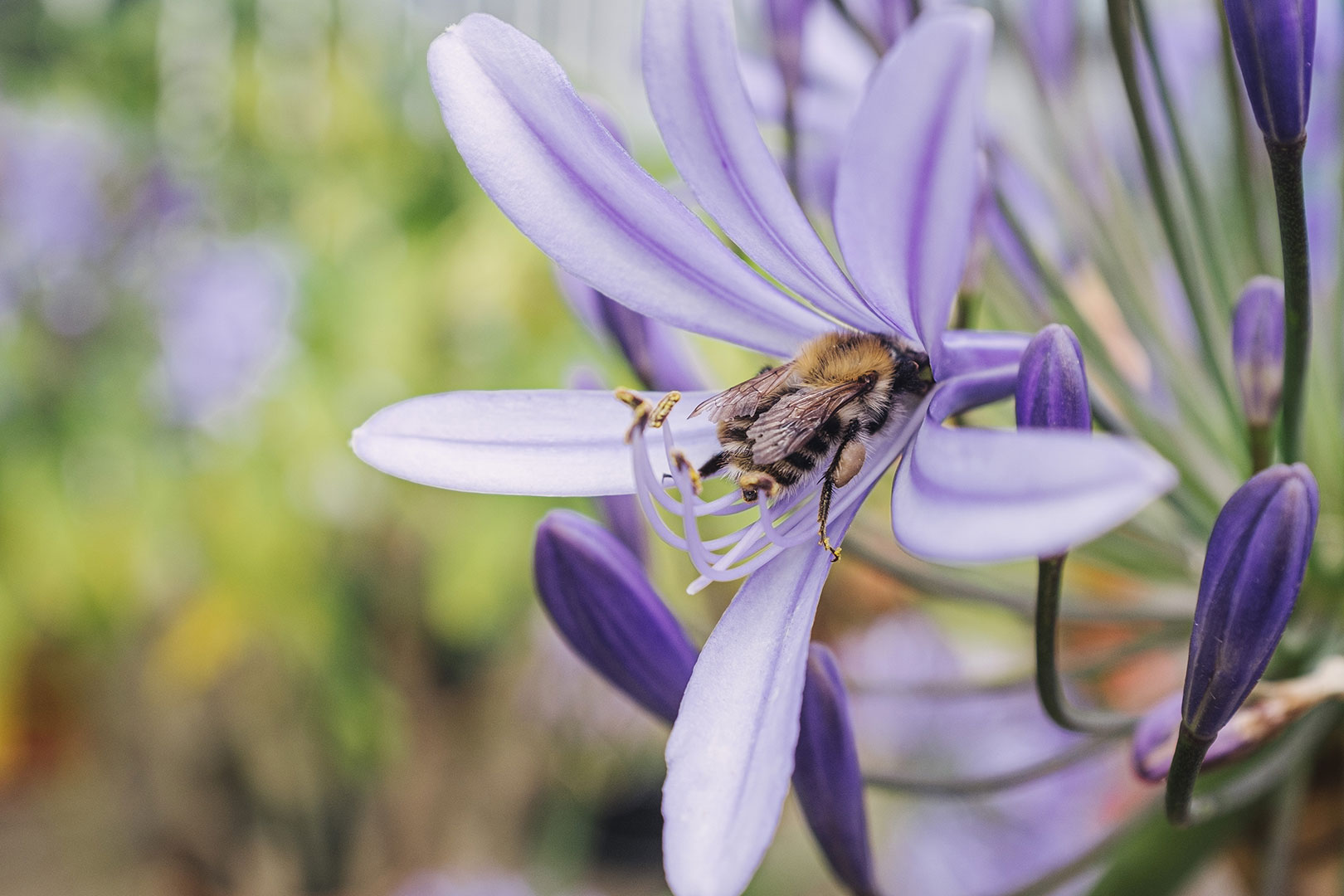 Biene in einer Blume auf der Insel Poel