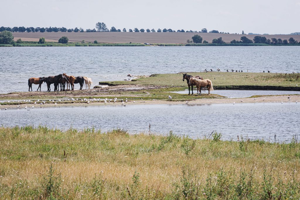 Pferde am Ufer auf der Insel Poel