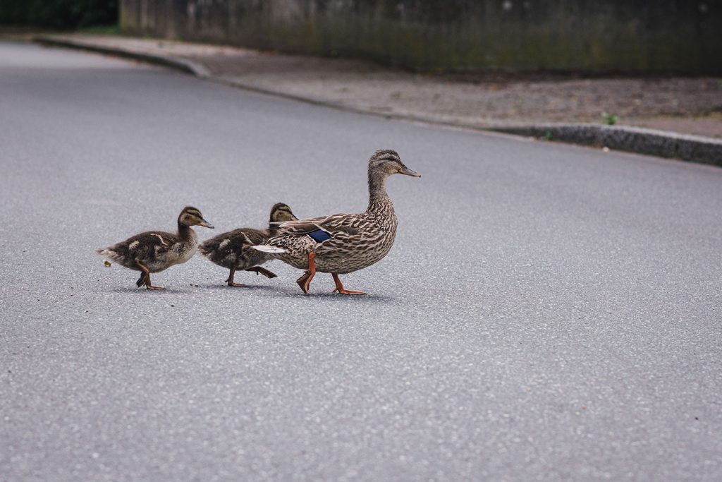 Entenfamilie watschelt über die Straße