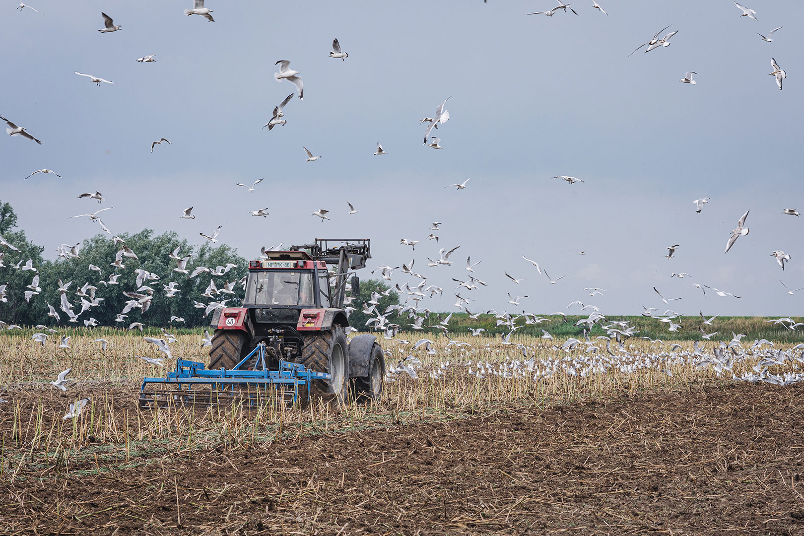 Traktor im Möwenparadies