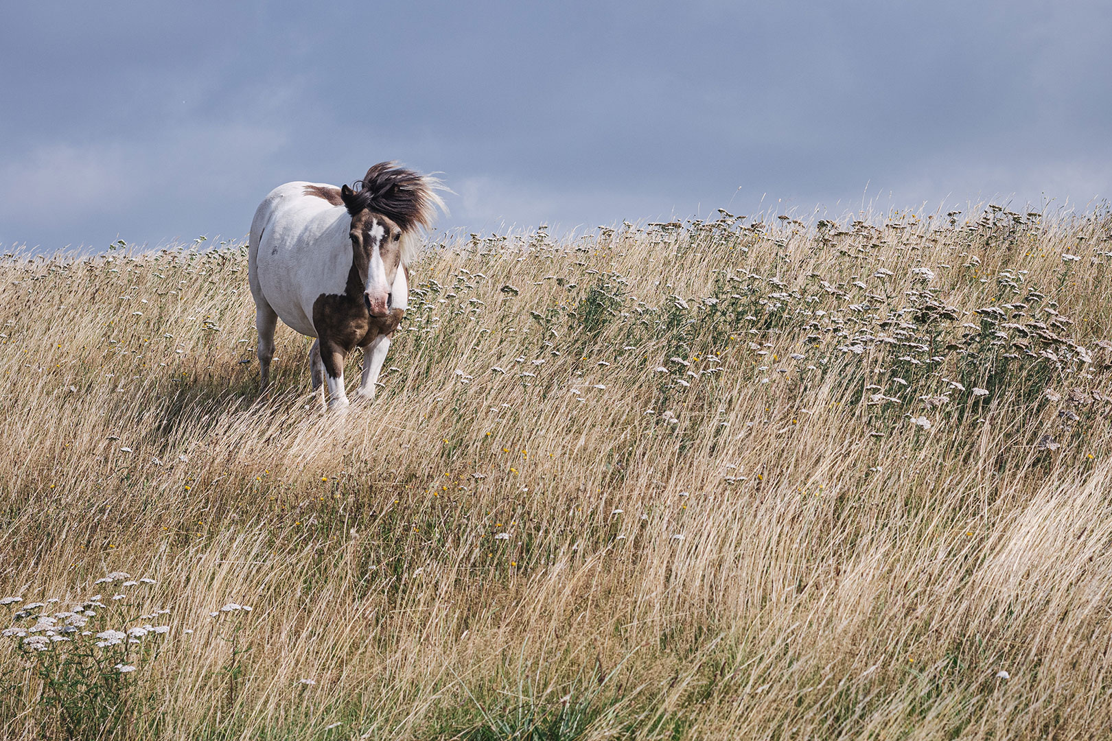 Pferd im Wind in Hellschen-Heringsand-Unterschaar